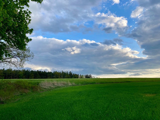 Večer v honitbě