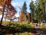 Postřehy z naháňky 26.10.2013